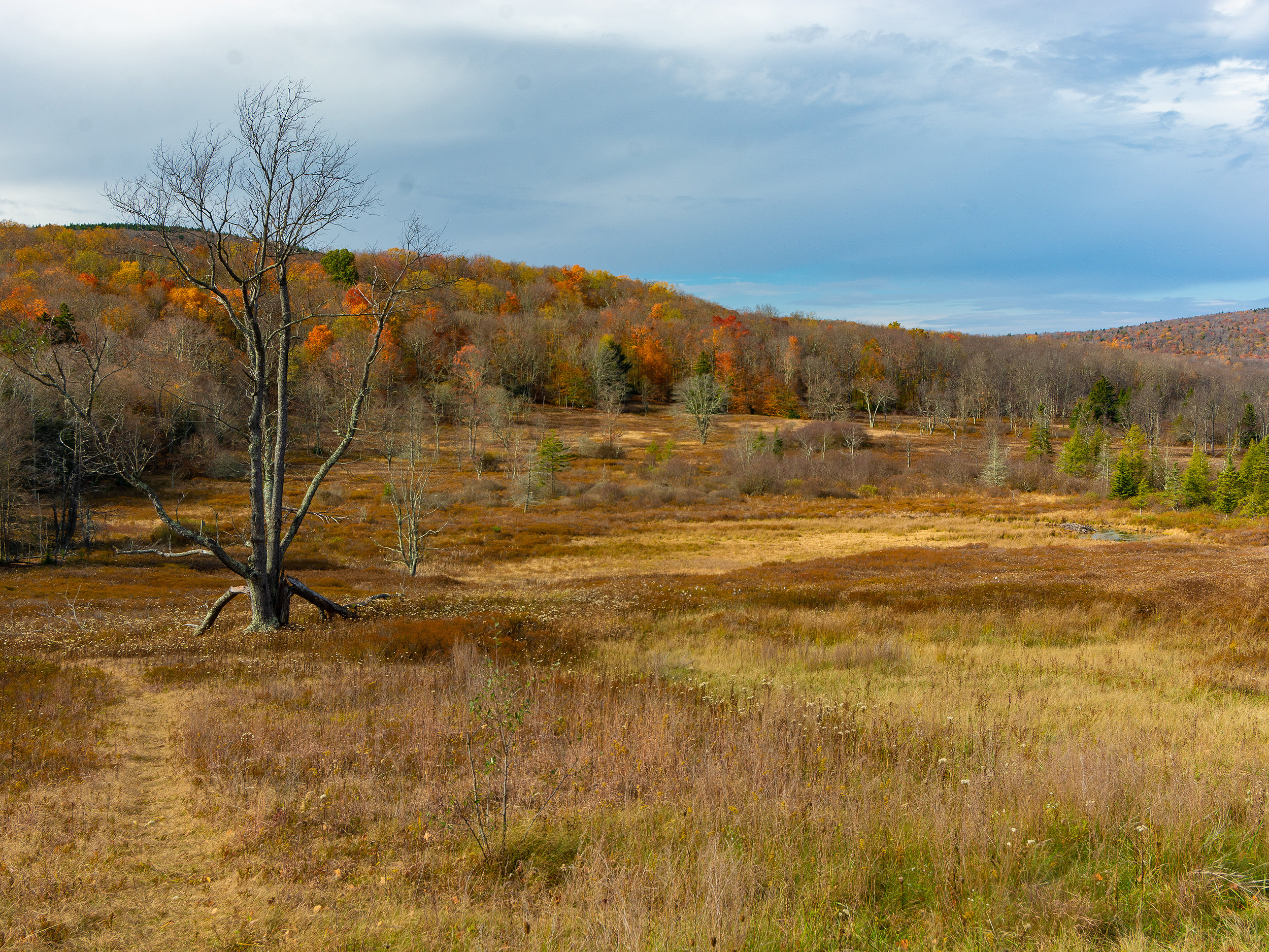 West Virginia autumn field