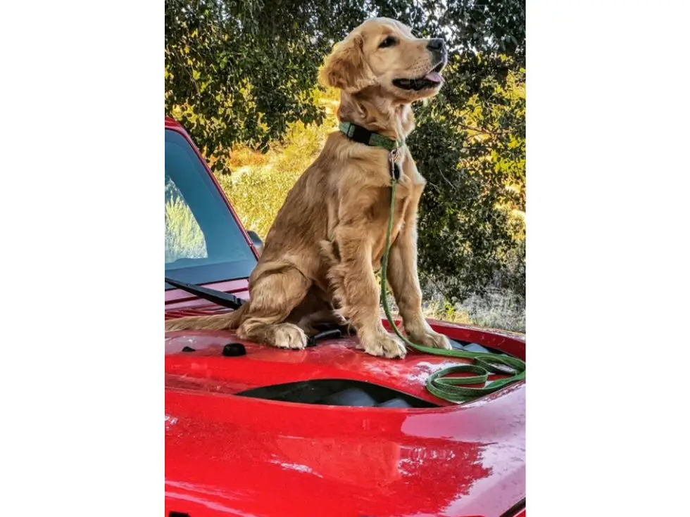 Jeep Top Canine Finalists