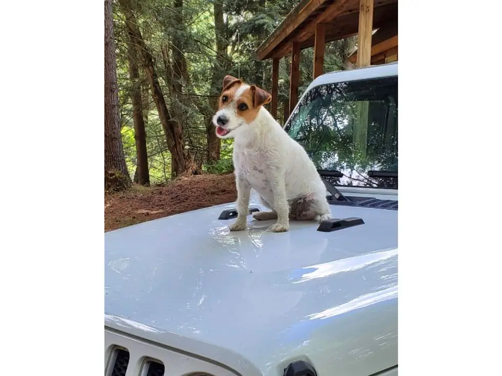Jeep Top Canine Finalists