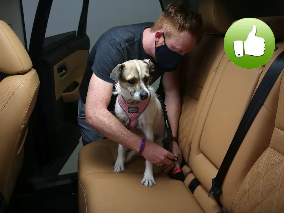 dog car safety nissan