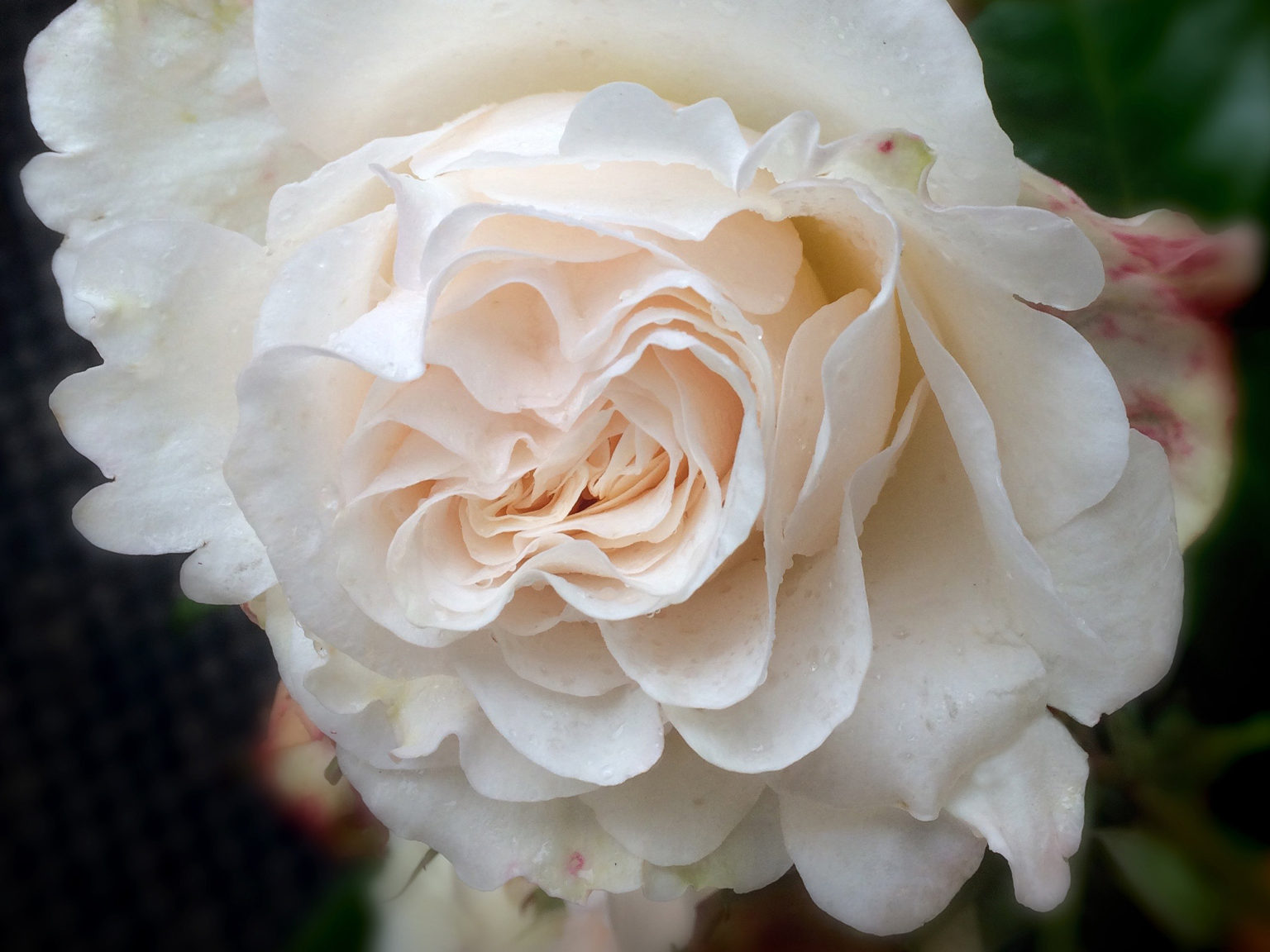 The rose blooms at Rolls-Royce headquarters in Goodwood, West Sussex, England.