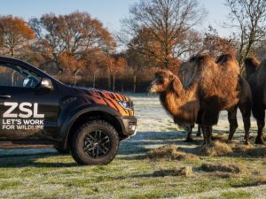 ZSL Whipsnade Zoo, in Bedforshire, U.K., has gotten two new Ford Ranger Raptors to help with feeding time.