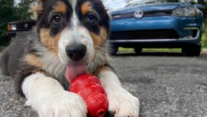 The classic VW Bus inspired one of the most popular dog toys of all time.