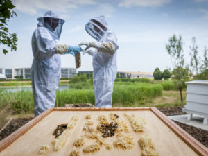 Workers harvest honey at the home of Rolls-Royce in England.