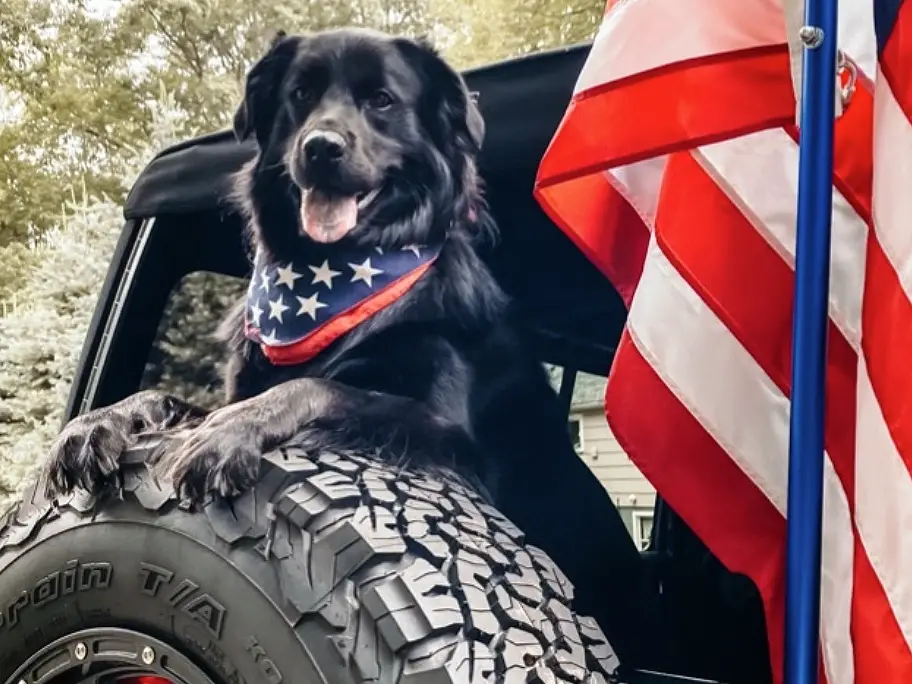 Bear, a four-year old pup from Massachusetts, was chosen as the #JeepTopCanine.